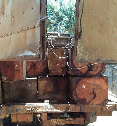 Xác minh xe chở gỗ lậu bị bắt khu vực giáp ranh 2 tỉnh Gia Lai – Đắk Lắk - ảnh 1