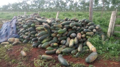 Gia Lai: Doanh nghiệp biến mất, hàng ngàn tấn bí đao bỏ thối rữa - ảnh 1