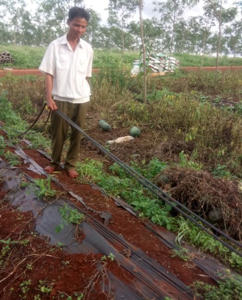 Gia Lai: Doanh nghiệp biến mất, hàng ngàn tấn bí đao bỏ thối rữa - ảnh 3