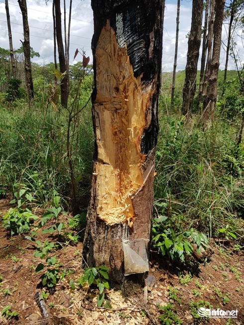 Thanh tra toàn diện công ty của gia đình nguyên PGĐ Công an tỉnh Đắk Nông - ảnh 2