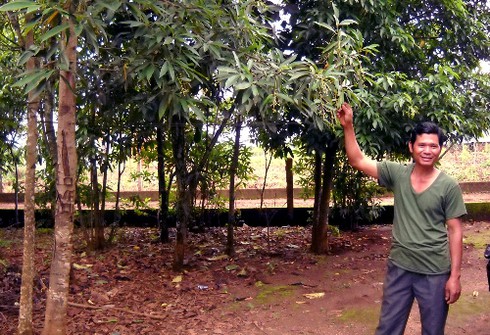 Gia Lai: Làm giàu nhờ giống cây bời lời đỏ - ảnh 1