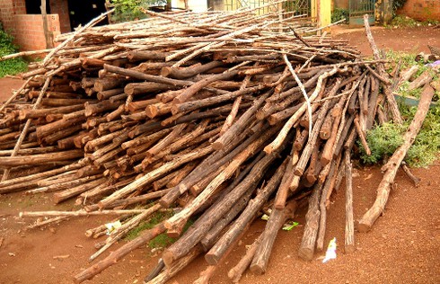 Gia Lai: Làm giàu nhờ giống cây bời lời đỏ - ảnh 3