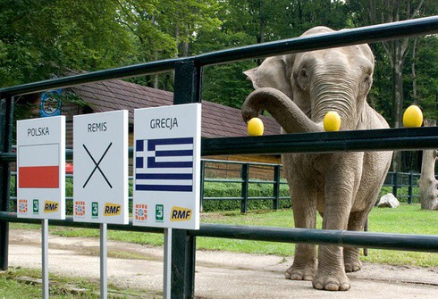 7 tiên tri động vật đã và đang gây sốt vì dự đoán đúng kết quả World Cup - Ảnh 6.