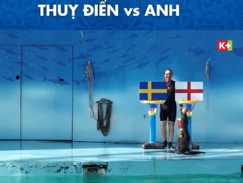 Sau khi đoán đúng Brazil thua Bỉ, “nhà tiên tri” Molly phán tối nay Thụy Điển thua Anh - ảnh 2