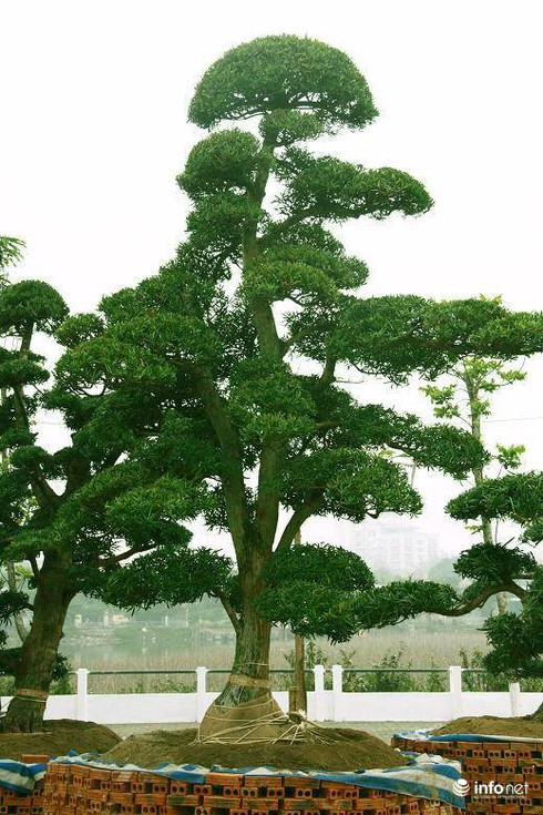 Ngắm vườn tùng bạc tỷ lớn nhất Hà Nội - ảnh 17