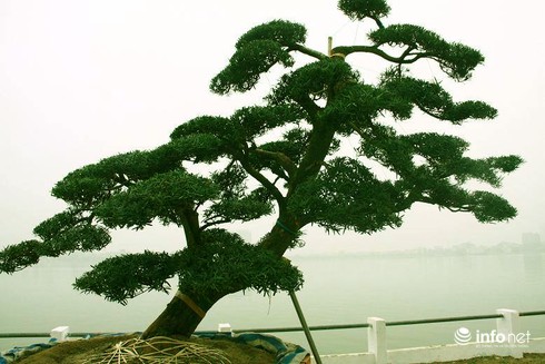 Ngắm vườn tùng bạc tỷ lớn nhất Hà Nội - ảnh 7