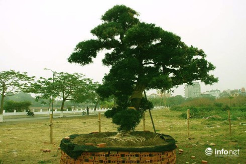 Ngắm vườn tùng bạc tỷ lớn nhất Hà Nội - ảnh 8