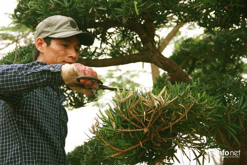 Ngắm vườn tùng bạc tỷ lớn nhất Hà Nội - ảnh 11