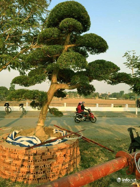Ngắm vườn tùng bạc tỷ lớn nhất Hà Nội - ảnh 12