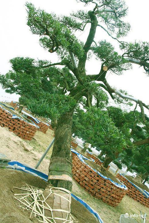 Ngắm vườn tùng bạc tỷ lớn nhất Hà Nội - ảnh 16