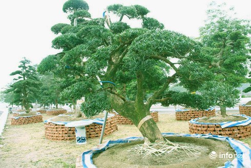 Ngắm vườn tùng bạc tỷ lớn nhất Hà Nội - ảnh 3