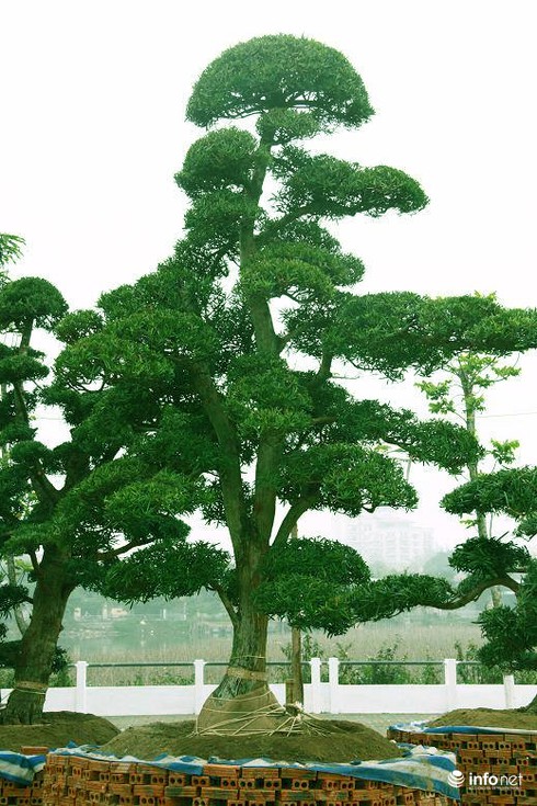 Ngắm vườn tùng bạc tỷ lớn nhất Hà Nội - ảnh 4