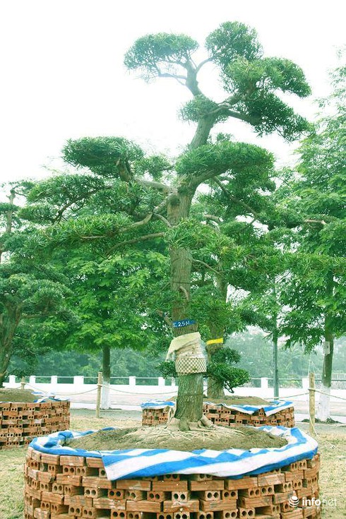 Ngắm vườn tùng bạc tỷ lớn nhất Hà Nội - ảnh 6