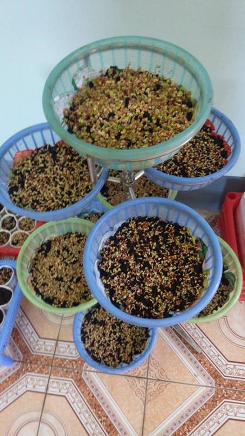 Mô hình trồng rau mầm an toàn cho ngày Tết - ảnh 3