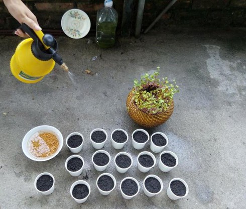 Mô hình trồng rau mầm an toàn cho ngày Tết - ảnh 1