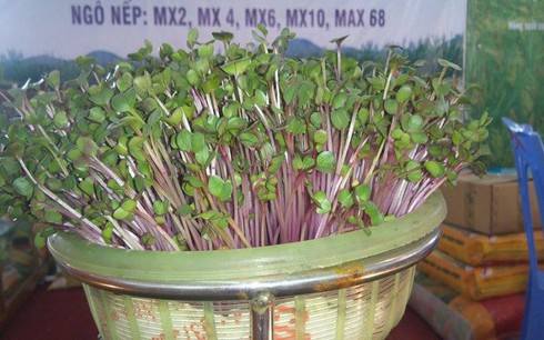 Mô hình trồng rau mầm an toàn cho ngày Tết - ảnh 4