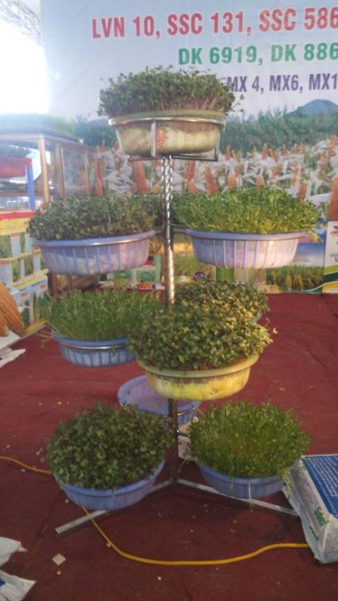 Mô hình trồng rau mầm an toàn cho ngày Tết - ảnh 5