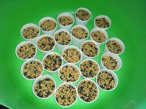 Mô hình trồng rau mầm an toàn cho ngày Tết - ảnh 2