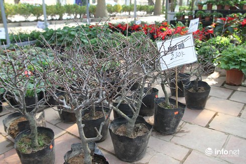 Thoải mái lựa chọn ở vườn hoa Tết rẻ nhất Hà Nội - ảnh 6