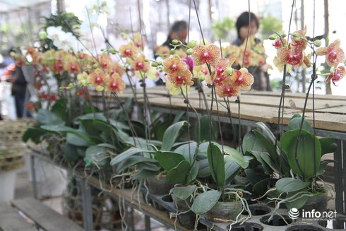 Thoải mái lựa chọn ở vườn hoa Tết rẻ nhất Hà Nội - ảnh 2