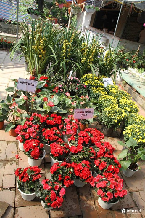 Thoải mái lựa chọn ở vườn hoa Tết rẻ nhất Hà Nội - ảnh 3