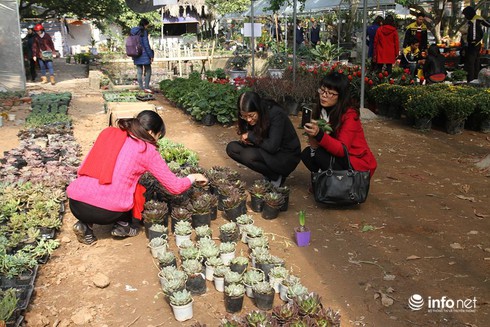 Thoải mái lựa chọn ở vườn hoa Tết rẻ nhất Hà Nội - ảnh 17
