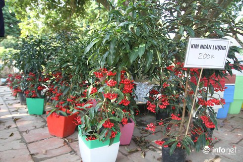 Thoải mái lựa chọn ở vườn hoa Tết rẻ nhất Hà Nội - ảnh 9