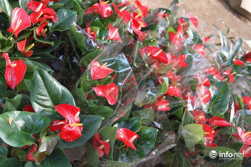 Thoải mái lựa chọn ở vườn hoa Tết rẻ nhất Hà Nội - ảnh 18