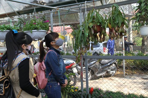 Thoải mái lựa chọn ở vườn hoa Tết rẻ nhất Hà Nội - ảnh 7