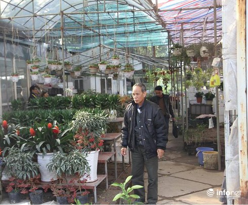 Thoải mái lựa chọn ở vườn hoa Tết rẻ nhất Hà Nội - ảnh 4