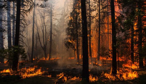 Mỹ: Cháy lớn đe dọa vườn quốc gia Yosemite - ảnh 5