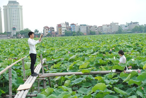 Ngắm thiếu nữ Hà thành khoe sắc bên hoa sen - ảnh 16