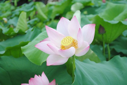 Ngắm thiếu nữ Hà thành khoe sắc bên hoa sen - ảnh 10