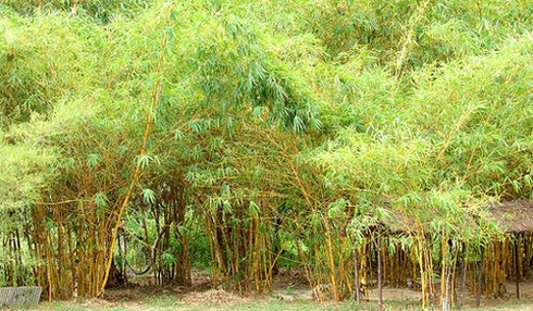 Cây tre mới là biểu tượng văn hóa Việt - ảnh 1