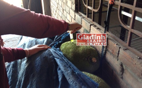 Mít chín siêu tốc sử dụng hóa chất loét da tay - ảnh 1