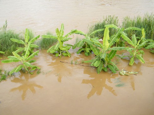 Hình ảnh lũ lớn ở miền núi phía Bắc - ảnh 6