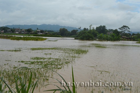 Hình ảnh lũ lớn ở miền núi phía Bắc - ảnh 1