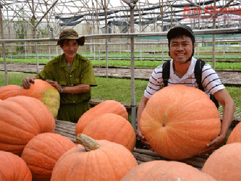 Tận mắt ngắm bí “siêu khủng” - ảnh 1