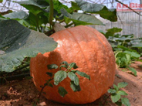 Tận mắt ngắm bí “siêu khủng” - ảnh 2