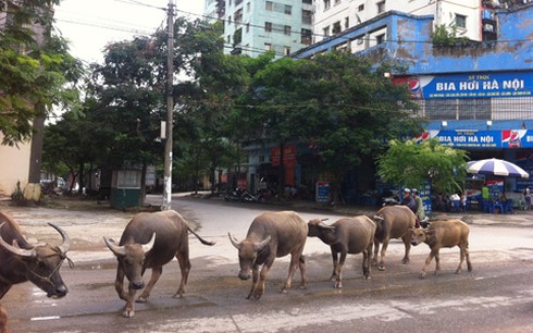 Lạ cảnh trâu bò tung tăng dạo phố Hà Nội - ảnh 1