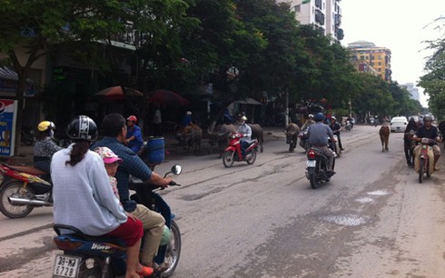 Lạ cảnh trâu bò tung tăng dạo phố Hà Nội - ảnh 4