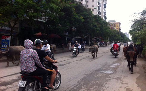 Lạ cảnh trâu bò tung tăng dạo phố Hà Nội - ảnh 5