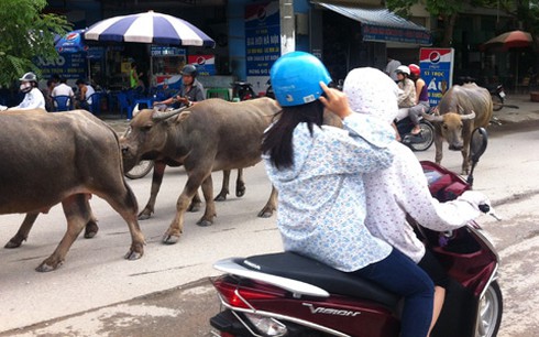 Lạ cảnh trâu bò tung tăng dạo phố Hà Nội - ảnh 6