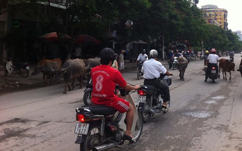Lạ cảnh trâu bò tung tăng dạo phố Hà Nội - ảnh 7