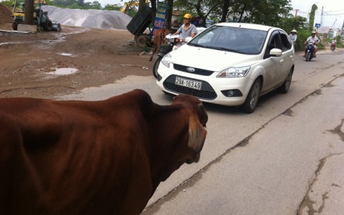 Lạ cảnh trâu bò tung tăng dạo phố Hà Nội - ảnh 8