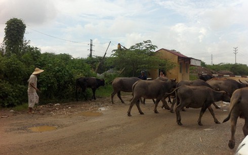 Lạ cảnh trâu bò tung tăng dạo phố Hà Nội - ảnh 9