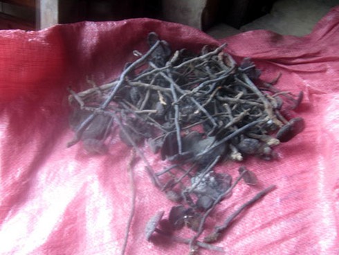 Người dân hái nấm cực độc đem bán - ảnh 1