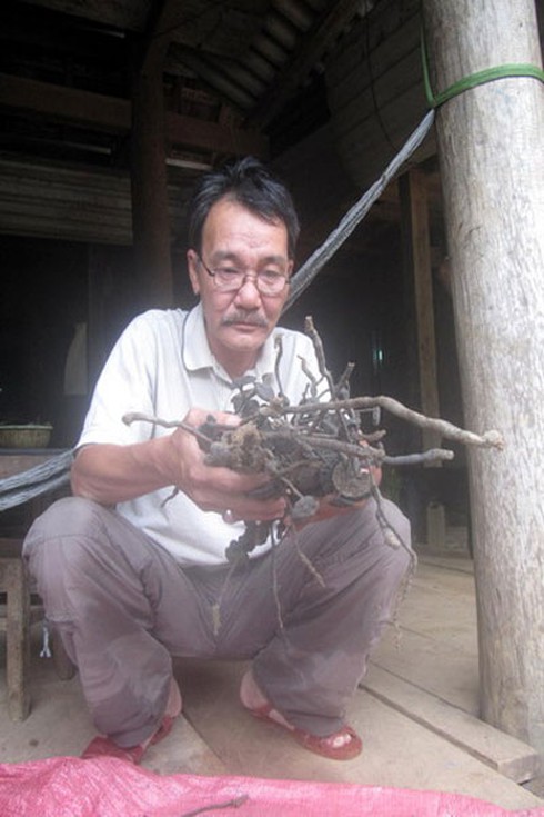 Người dân hái nấm cực độc đem bán - ảnh 2