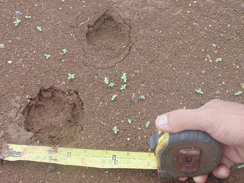 Làng quê khiếp đảm vì mãnh thú - ảnh 1