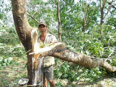 Siêu bão số 10: Khóc ròng hàng ngàn hecta cao su gãy đổ - ảnh 1